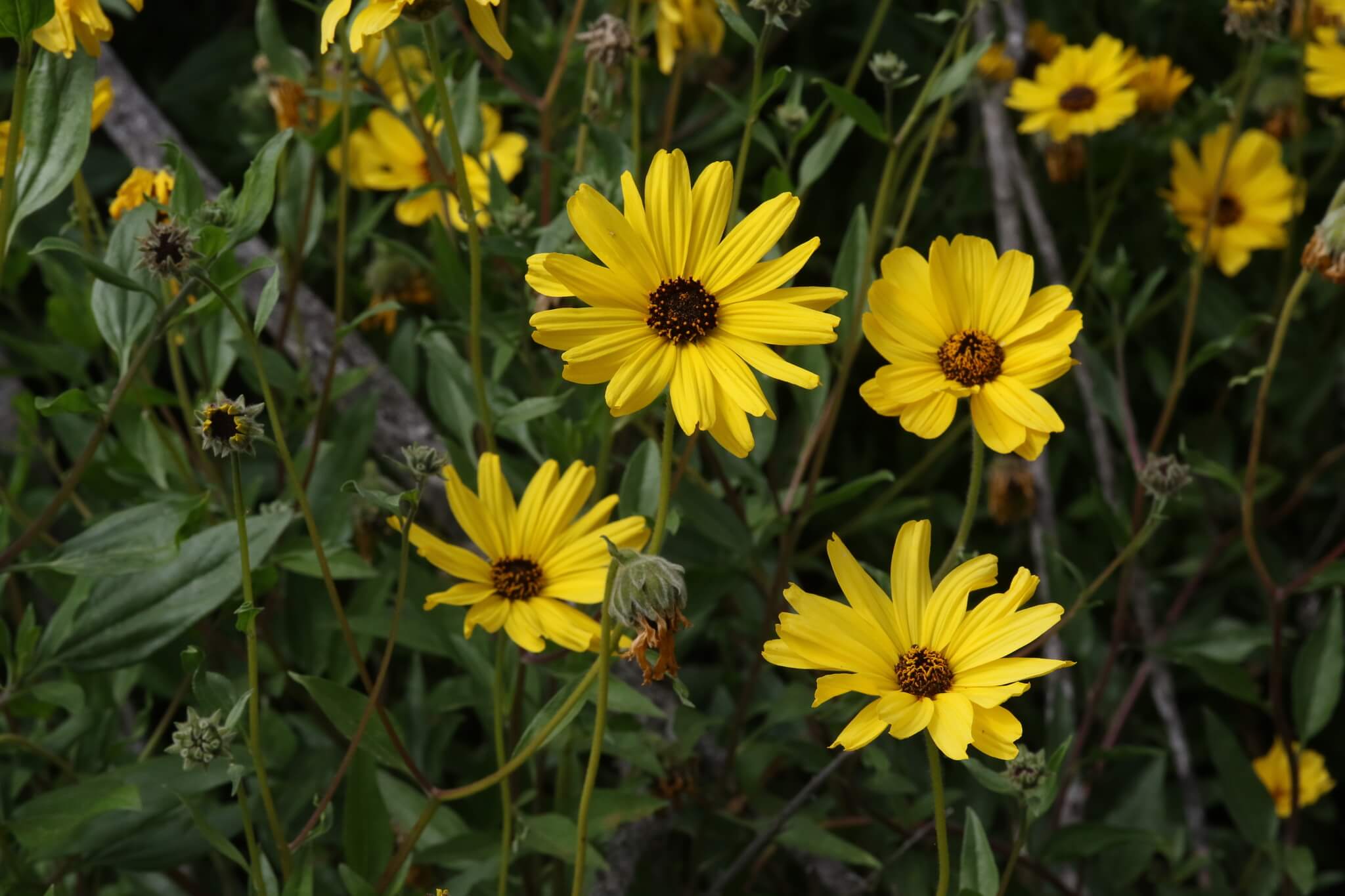 Encelia californica